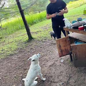 Pup is hoping to get a sip of the incredible coffee
