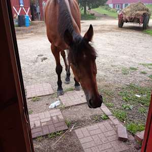 MLWSTABLES@ Double Rainbow Farm