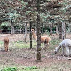 LisBon Acres Glamping