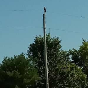 Hawk on the pole!