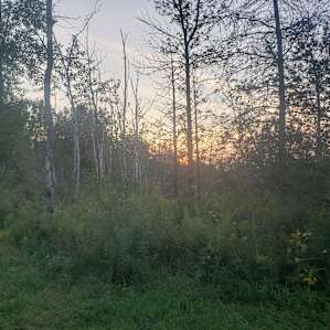 So many awesome wildlife sounds coming from the wetland including some blue heron calls!