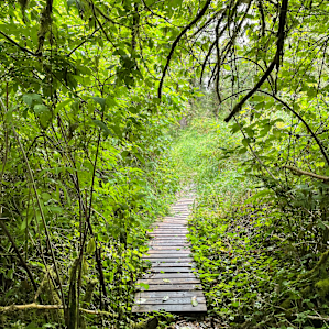 Hollyhock Farm Forest Retreat #1