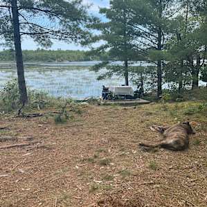 Paddle-In Waterfront Camping on Sparrow Lake for 12