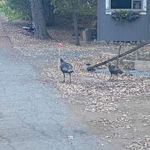 Wild turkeys running around in front of the Casita