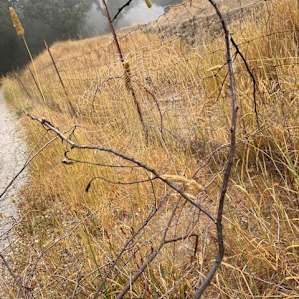 Spider web with dew after a foggy morning.