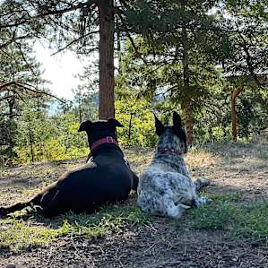 Puppy’s first campout. Sister showed her how it’s done!