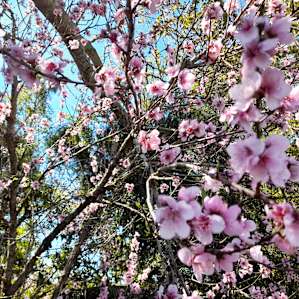 Photo of High Country Camp - High Country Camp (14)