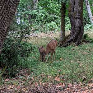 We had a sweet momma doe & her fawn wander through twice.