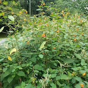 Lots of jewelweed on the property