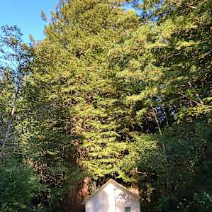the Forest Fairy Glampy tent