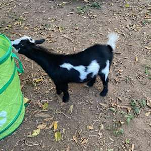 Mini goat on the property