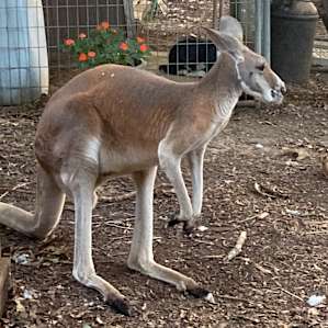 Animal Ed.ventures Sanctuary: ES #1