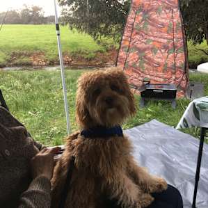 Lovely dog friendly camp