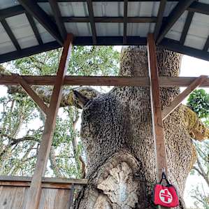 Tree House in the Valley