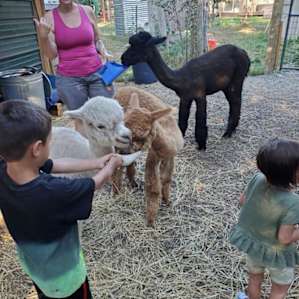 Feeding alpacas on our farm tour