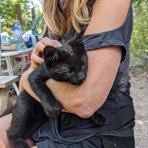 George kitty