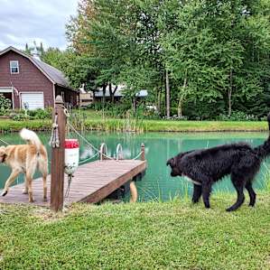 The dogs playing with one of our dogs at the pond on the property!
