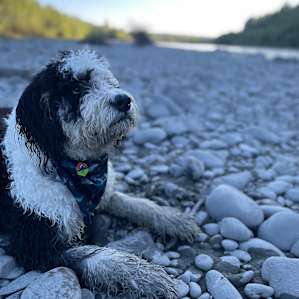 Hoh River Campsites