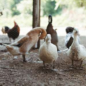 This place is SO fun, and so lively with all sorts of birds and other animals jumping at the opportunity to meet visitors!