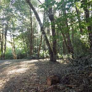 The shady campsite