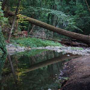 Tranquil pool