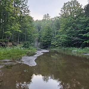 Streamside Eriegrove