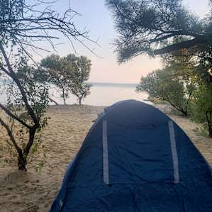 Beauty sunset view under pine trees