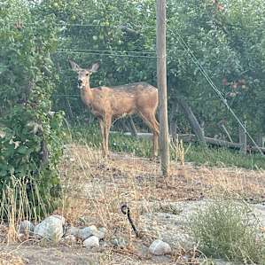 Four Lakes Winery-Vineyard-Orchard