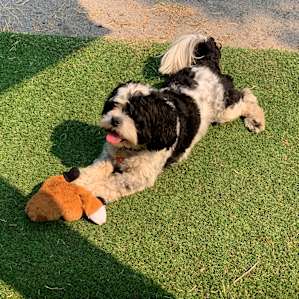 Our pup had a blast and loved all of the open space!