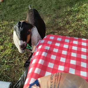 Miniature Horse & Donkey Oasis