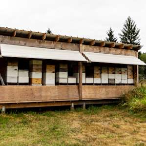 The apiary