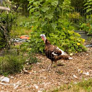 Turkeys owned by the hosts are easy to see when you first arrive