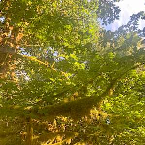 Beauty in the forest