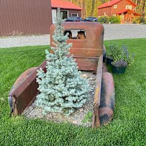 The old dodge has a valuable cargo!