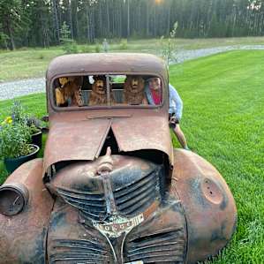 Who knew that 2 bears and a moose would go driving around in an old dodge pickup truck!