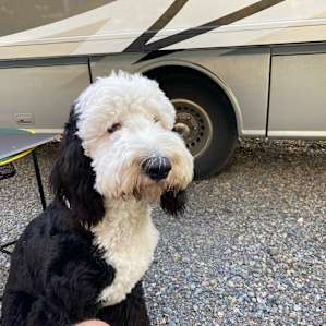 Gus is super cute!