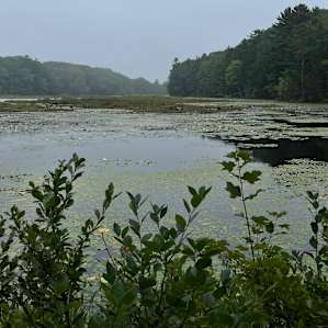 Maine WildWalkWaysONE