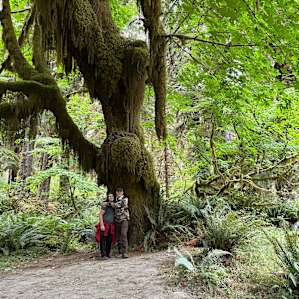 Hoh Rainforest