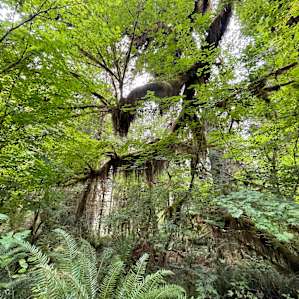 Hoh River Campsites