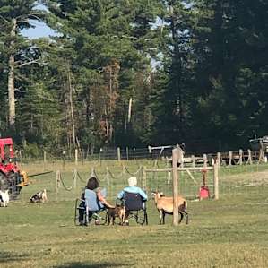 Camping with the Critters