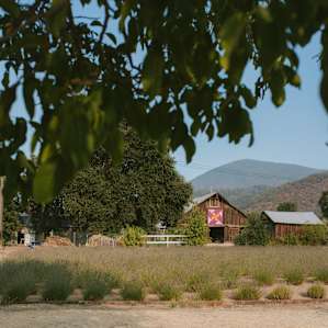 Lavender fields.