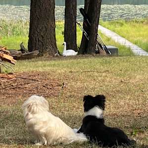 Lake front at Camp 12 Paws