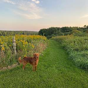 My dog, Gunnar, was free to run the mown paths up top. So nice after a long time in the truck.