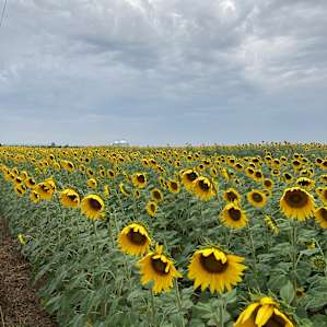 Nearby sunflower field, passed on the way out.