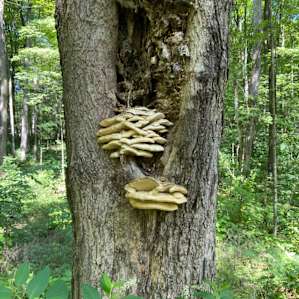 The Forest at Laurenwood Farm
