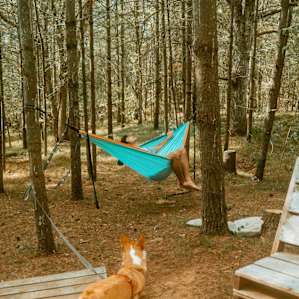Plenty of space to set up extra hammocks on the property as well