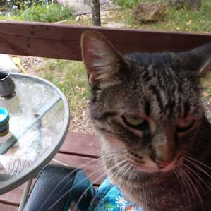 Coffee on the deck in the company of friendly cats