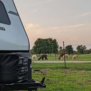 Alpaca farm & bush sites