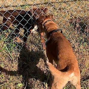 Sandy's sweet foster dog saying hello!