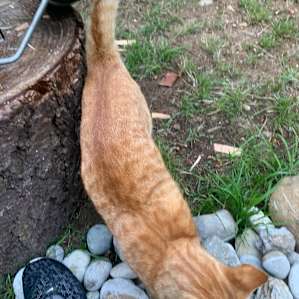 Tom coming to see what’s for breakfast :)